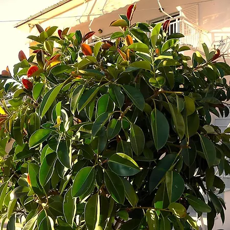 Mermaid Chalkidiki شقة *