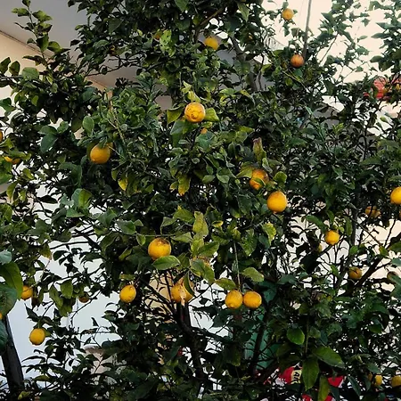 Mermaid Chalkidiki *